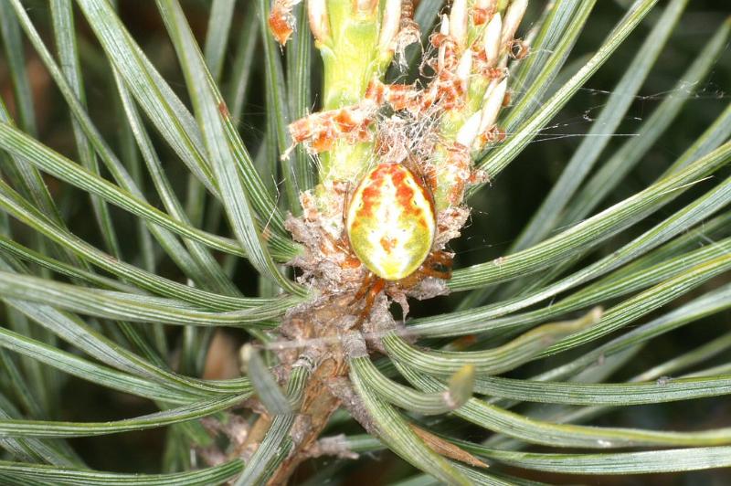Araniella_displicata_D2981_Z_88_NP De Hoge Veluwe_Nederland.jpg